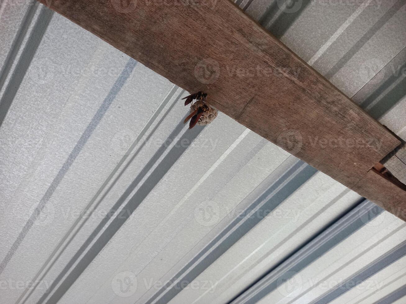 wasp nest in the ceiling of the house, wasp house, stinging insect photo