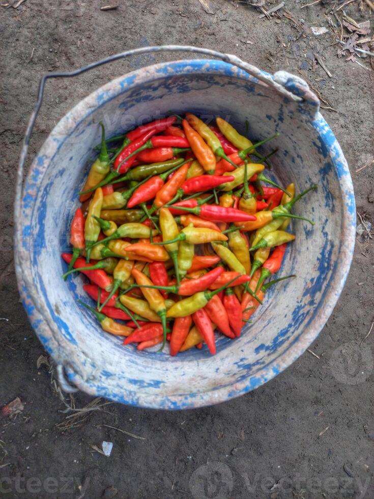freshly harvested red cayenne peppers placed in a bucket photo