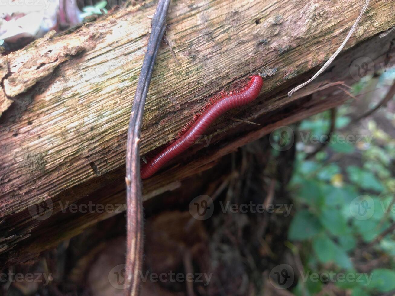 Millipedes that walk on logs and are invertebrates with hard shells photo