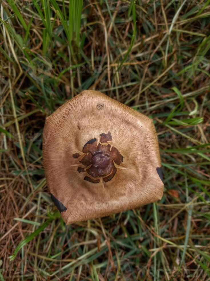 Agaricus langei is a brown mushroom that grows on moist soil surfaces. photo
