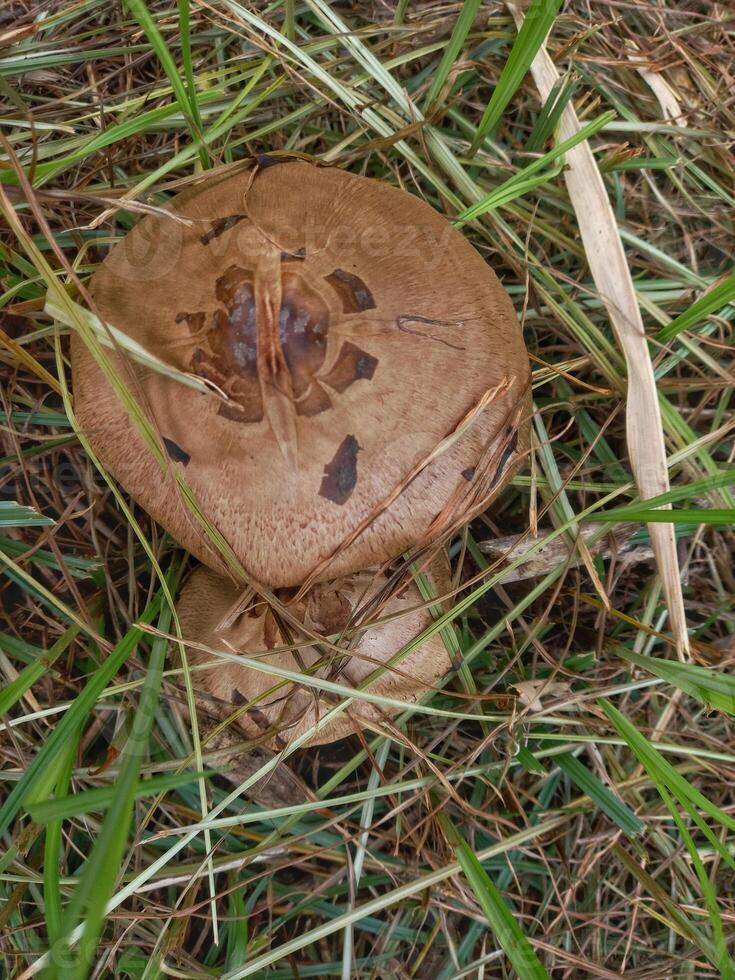 Agaricus langei, known as Scaly Wood Mushroom photo