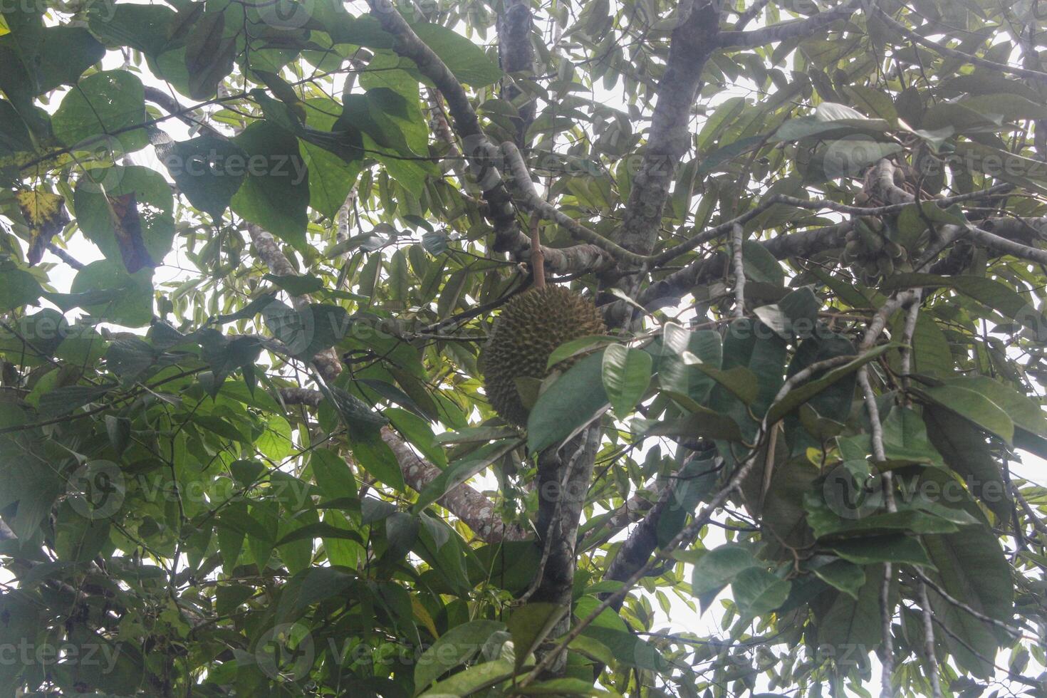 Durian fruit is still hanging on the tree branch, durian is a tropical fruit photo