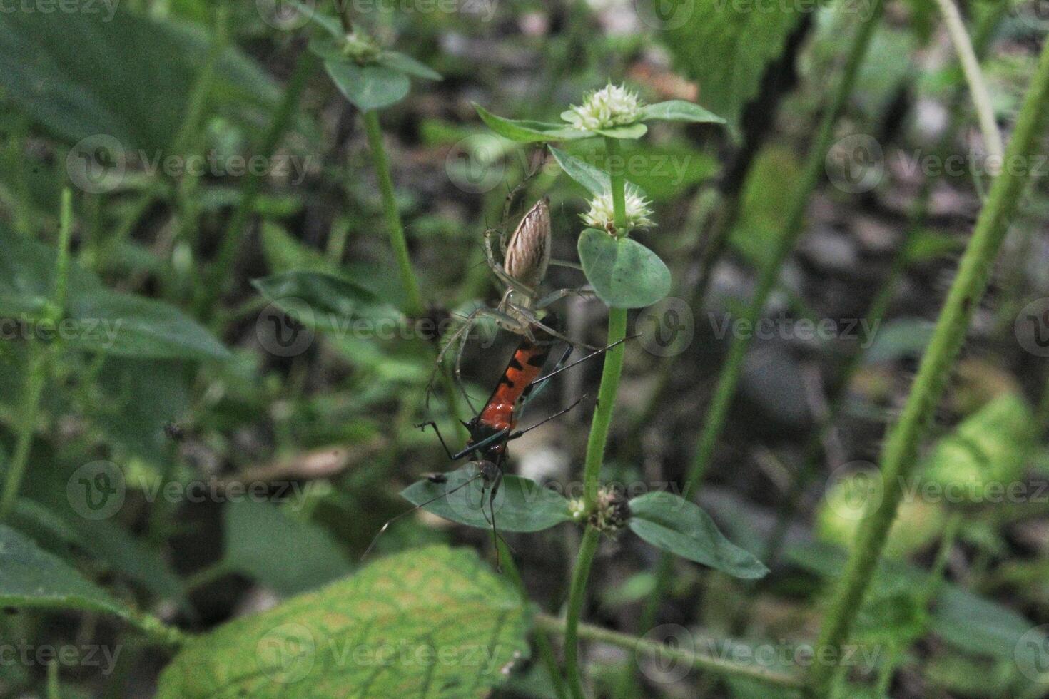 spider insects that successfully catch prey in the form of other insects in their webs, food chain networks, natural ecosystems photo