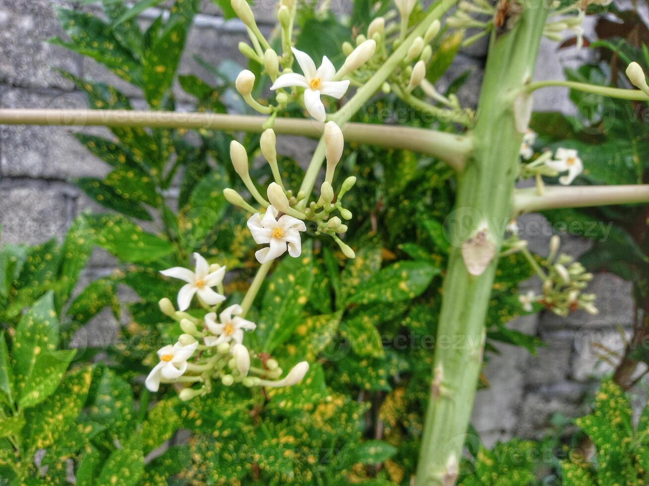 papaya flowers on papaya tree photo