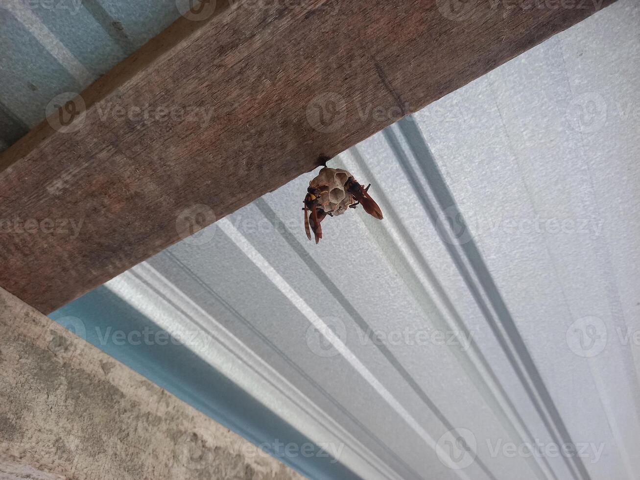 wasp nest in the ceiling of the house, wasp house photo