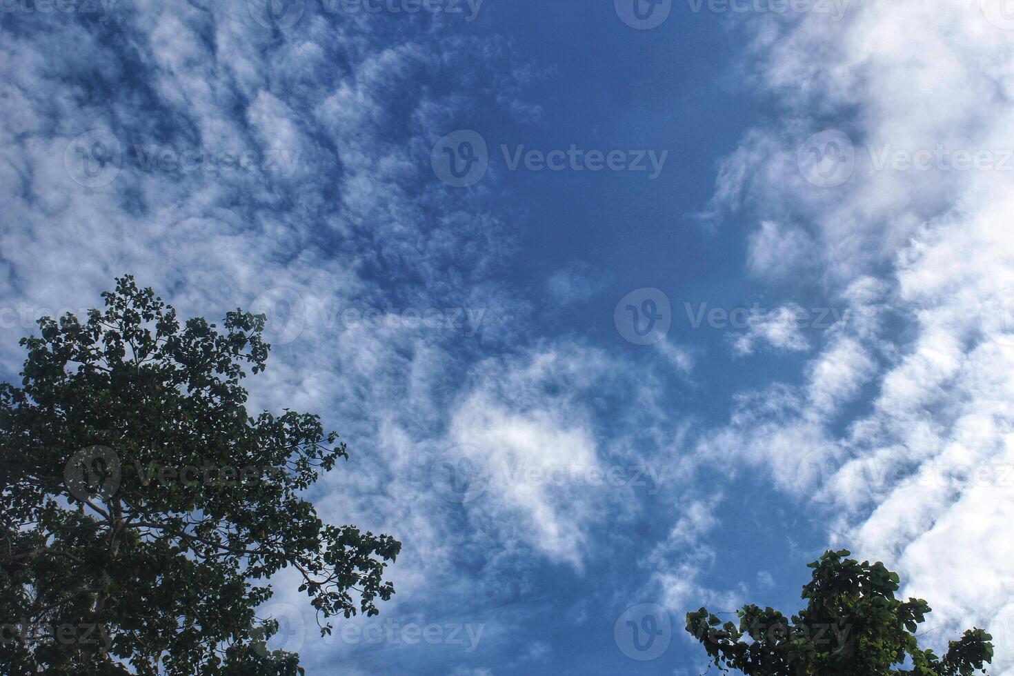 tree background and bright blue sky photo