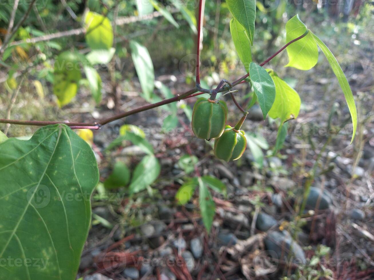 cassava fruit or cassava seeds are round green photo