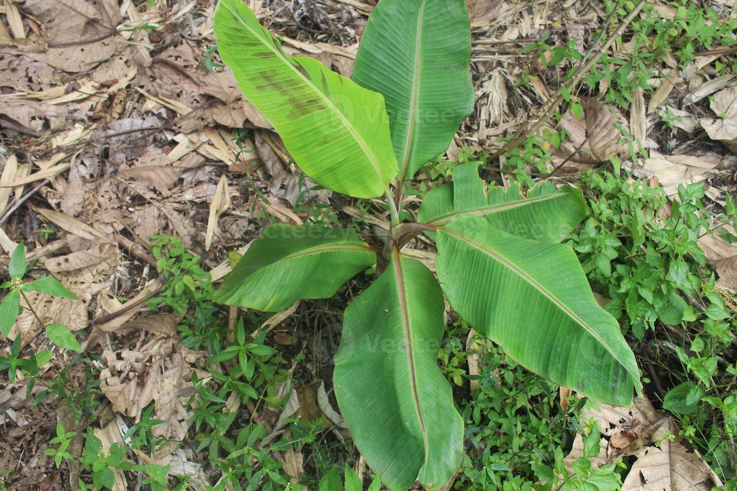 young and small banana tree in nature photo