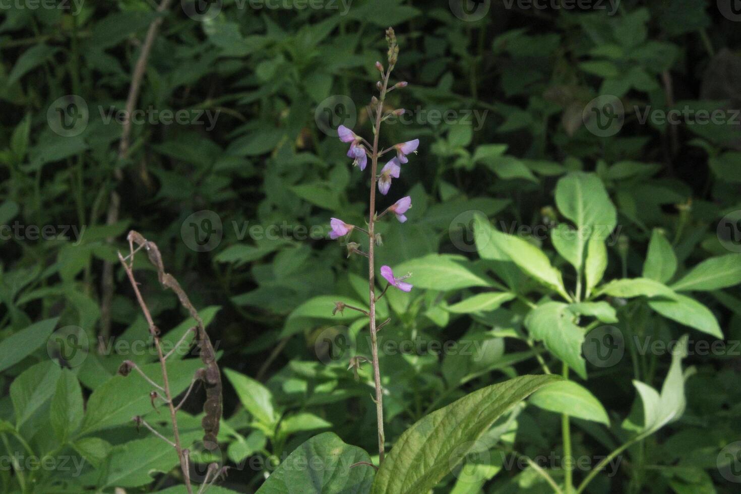 Desmodium incanum is a plant with small purple flowers that grows in the wild photo