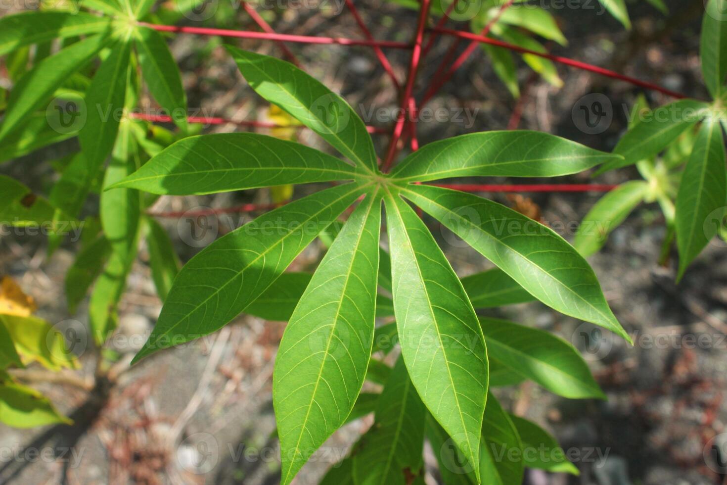 green cassava leaves with finger-like shape, cassava plant, leaf details photo