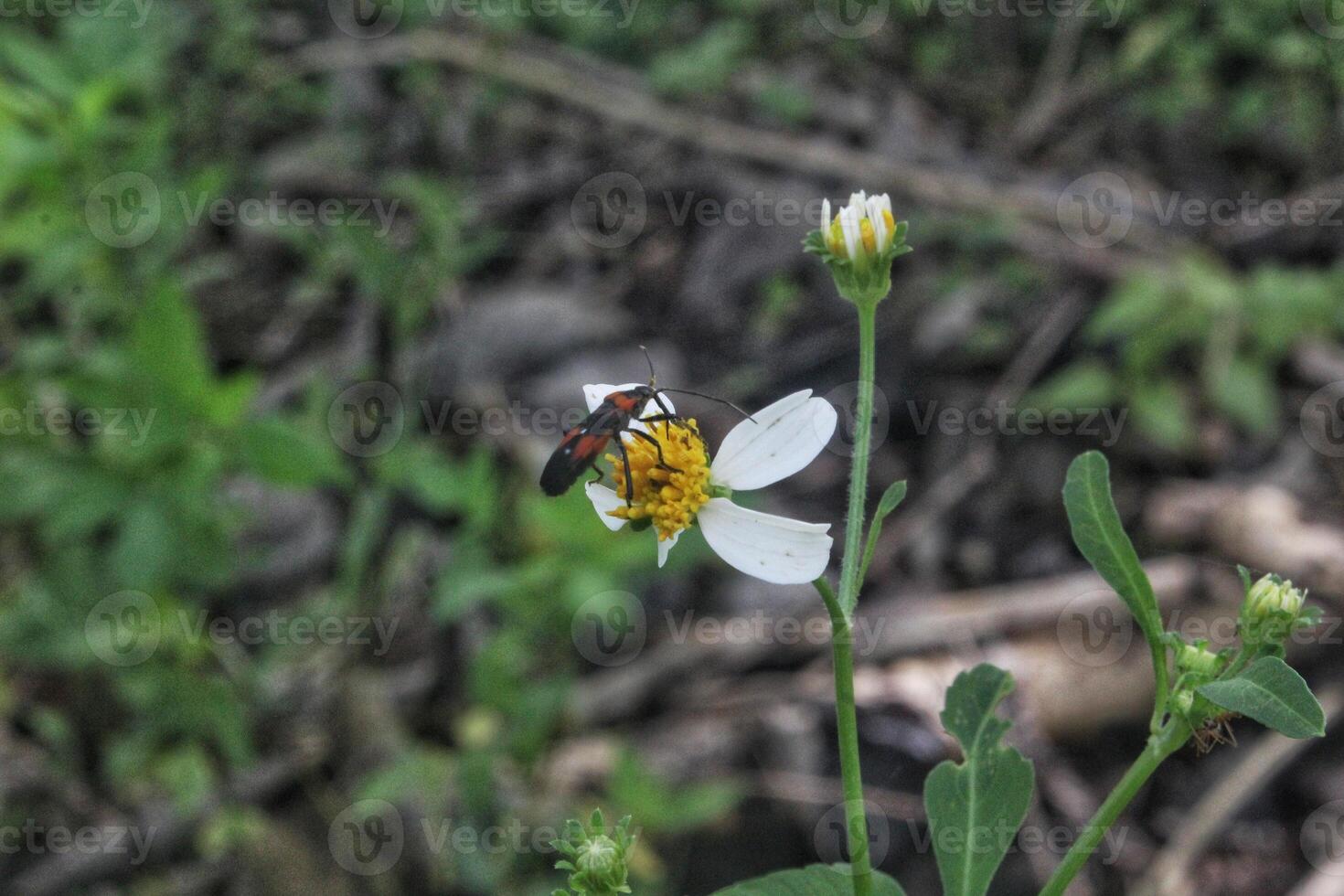 Bidens alba flower and a small beetle with a unique color pattern perched on the flower petals photo