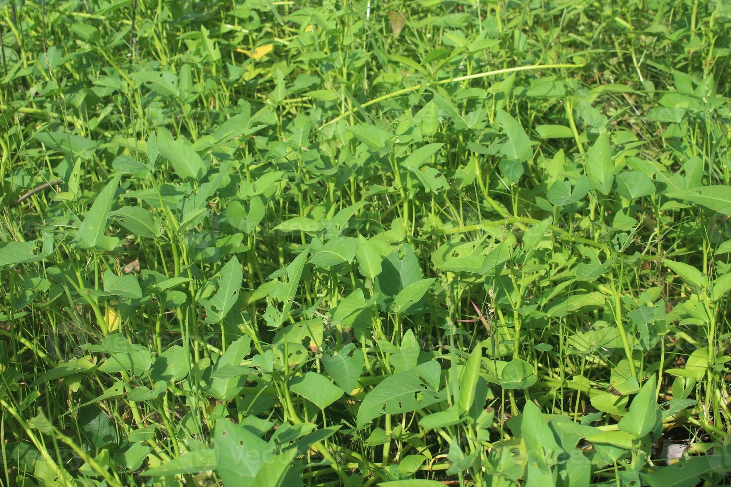 Water spinach is a cultivated plant that grows in water areas, one of the vegetables used as a cooking ingredient in Indonesia and Asia. photo