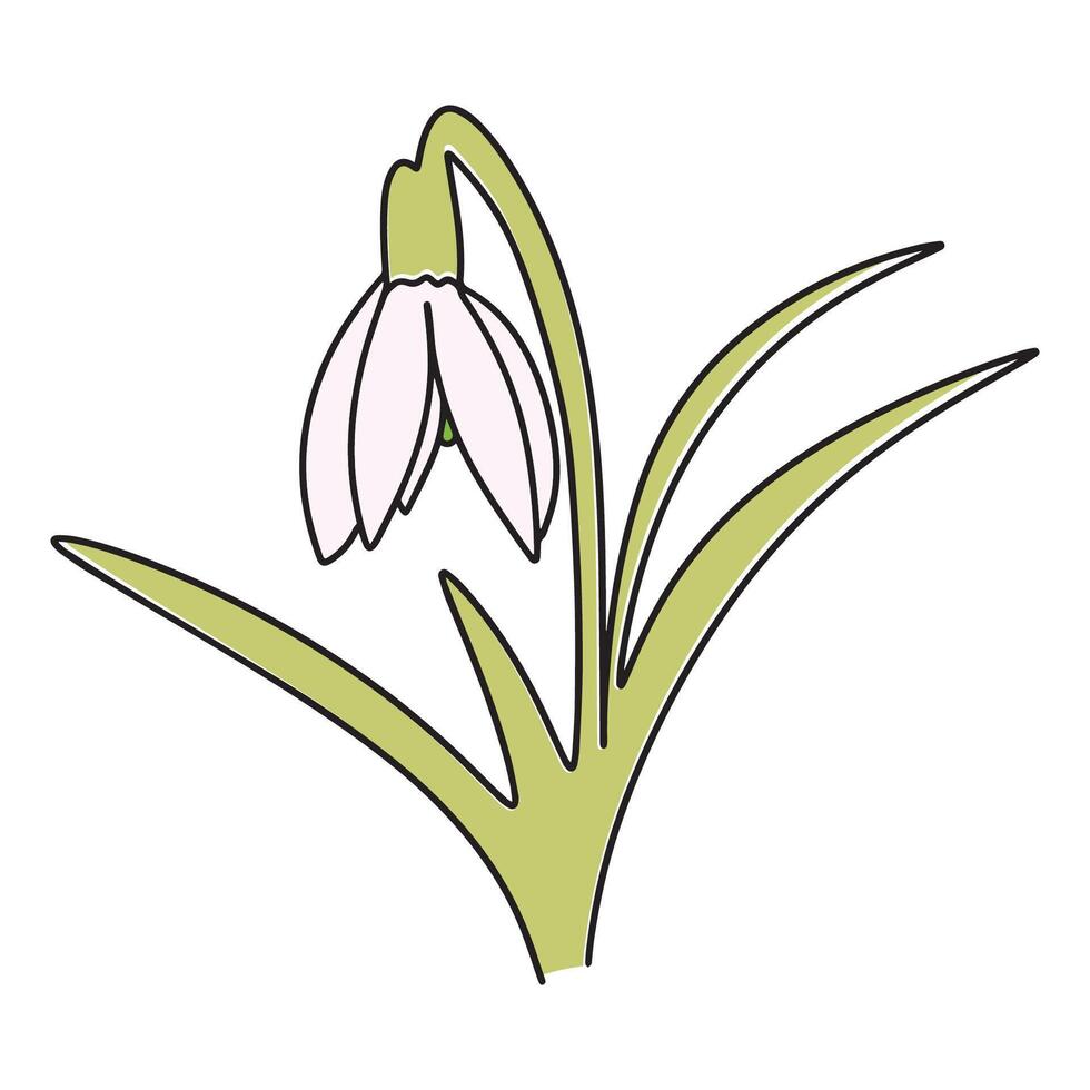 Hand drawn Snowdrop, spring flower, with green leaves. Delicate flower in doodle style on white background. illustration vector