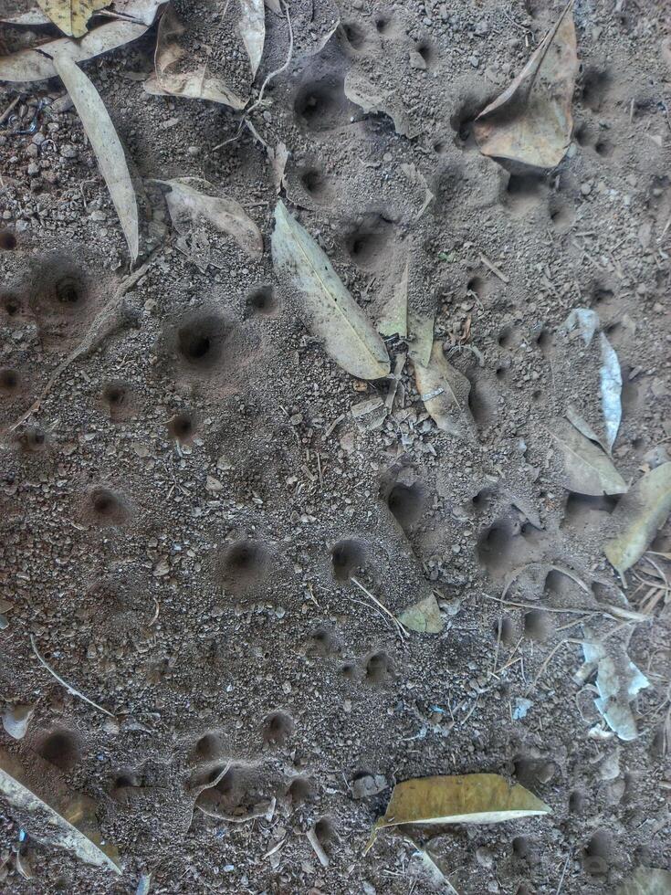 dusty soil texture with holes and dry leaves photo
