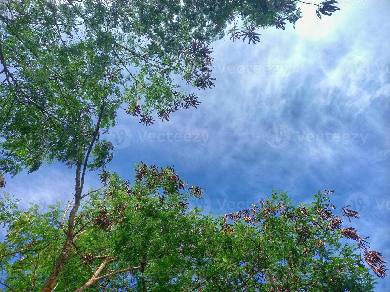 Lamtoro tree or Leucaena leucocephala in West Papua, Indonesia, with a blue sky background photo