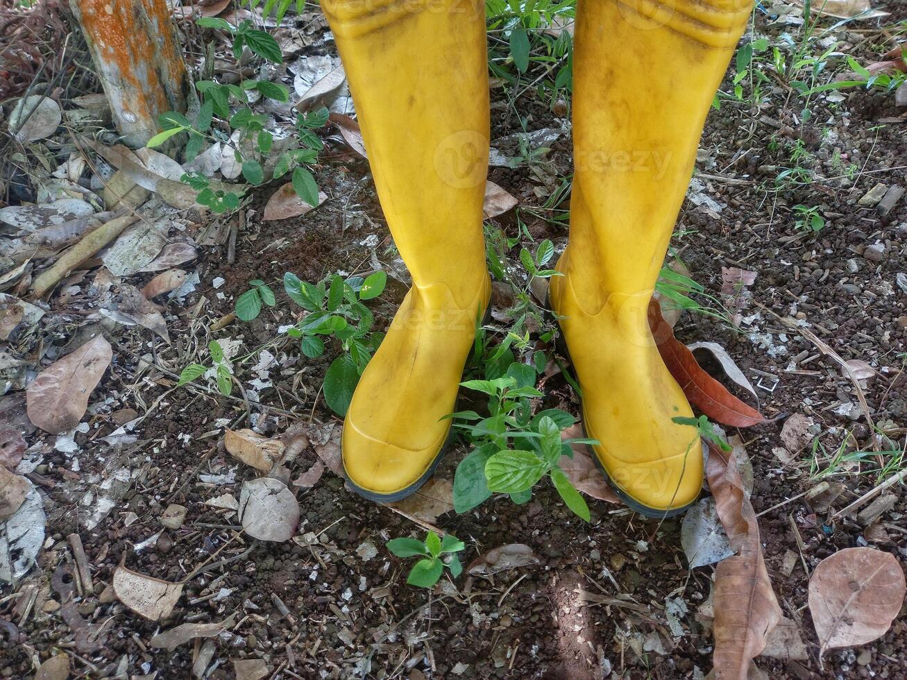 Yellow rubber boots, boots that are placed on the ground. Farmer's shoes photo