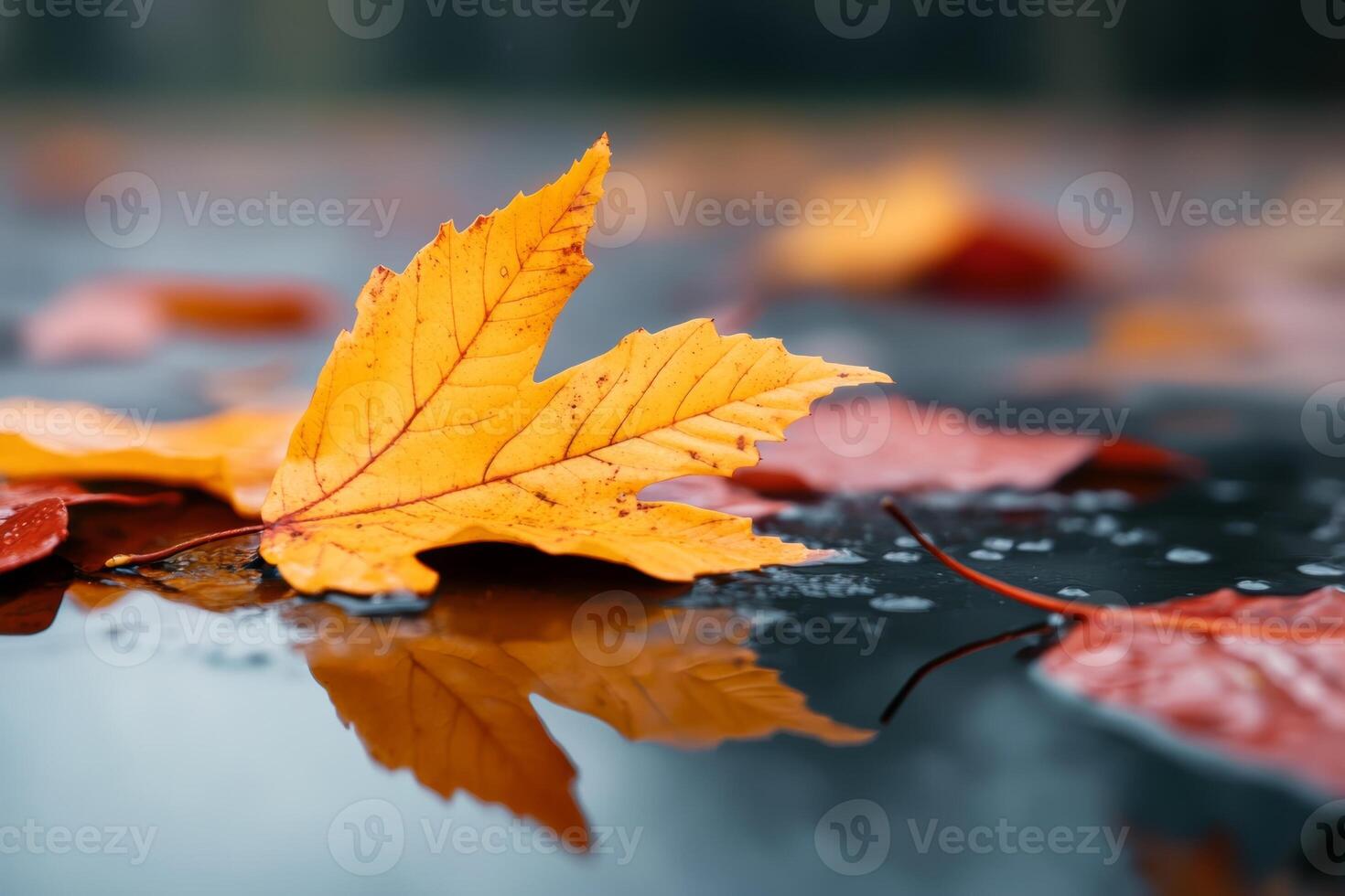 Autumn leaves resting on a wet surface reflecting vibrant colors in a serene outdoor setting photo