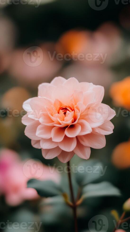 A close-up of a delicate pink flower surrounded by colorful blooms in a lush garden during springtime photo
