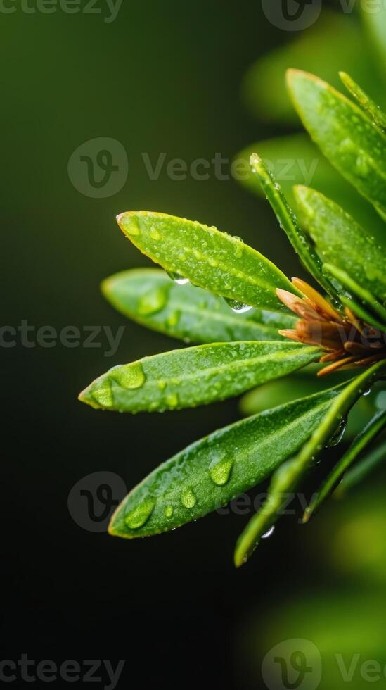 Close-up of fresh green leaves glistening with raindrops in a lush setting during a calm morning light photo