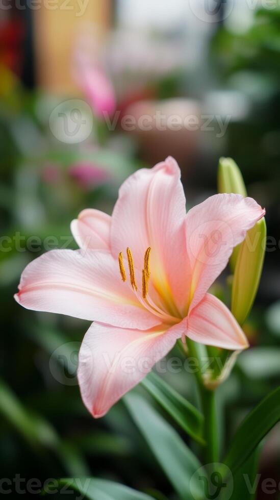 Delicate pink lily blooms in a lush indoor garden during daylight, showcasing its soft petals and vibrant colors photo