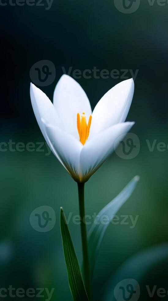 A delicate white flower with yellow stamen blooming in a lush green environment during springtime photo