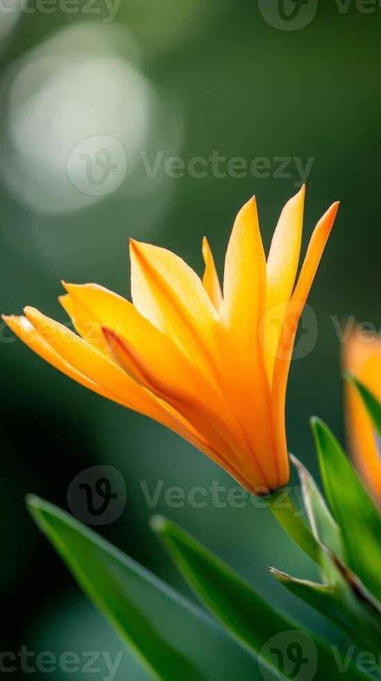 Vibrant orange flower blooming amidst lush green foliage in a tranquil garden setting during the spring season photo