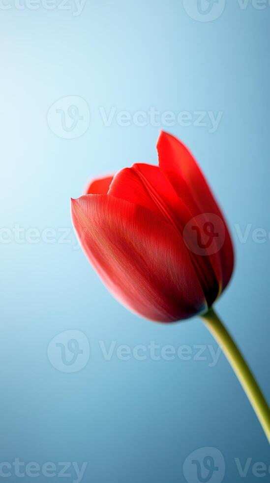 A vibrant red tulip blooms gracefully against a soft blue background, showcasing delicate petals and a slender green stem photo