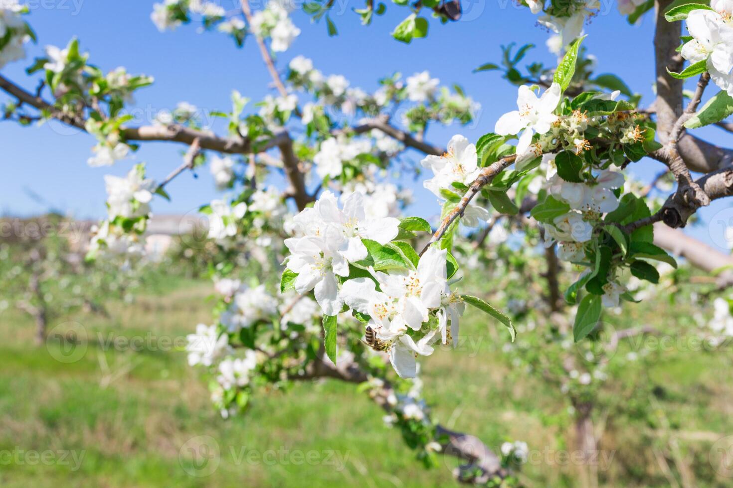 Branch with blossoms photo
