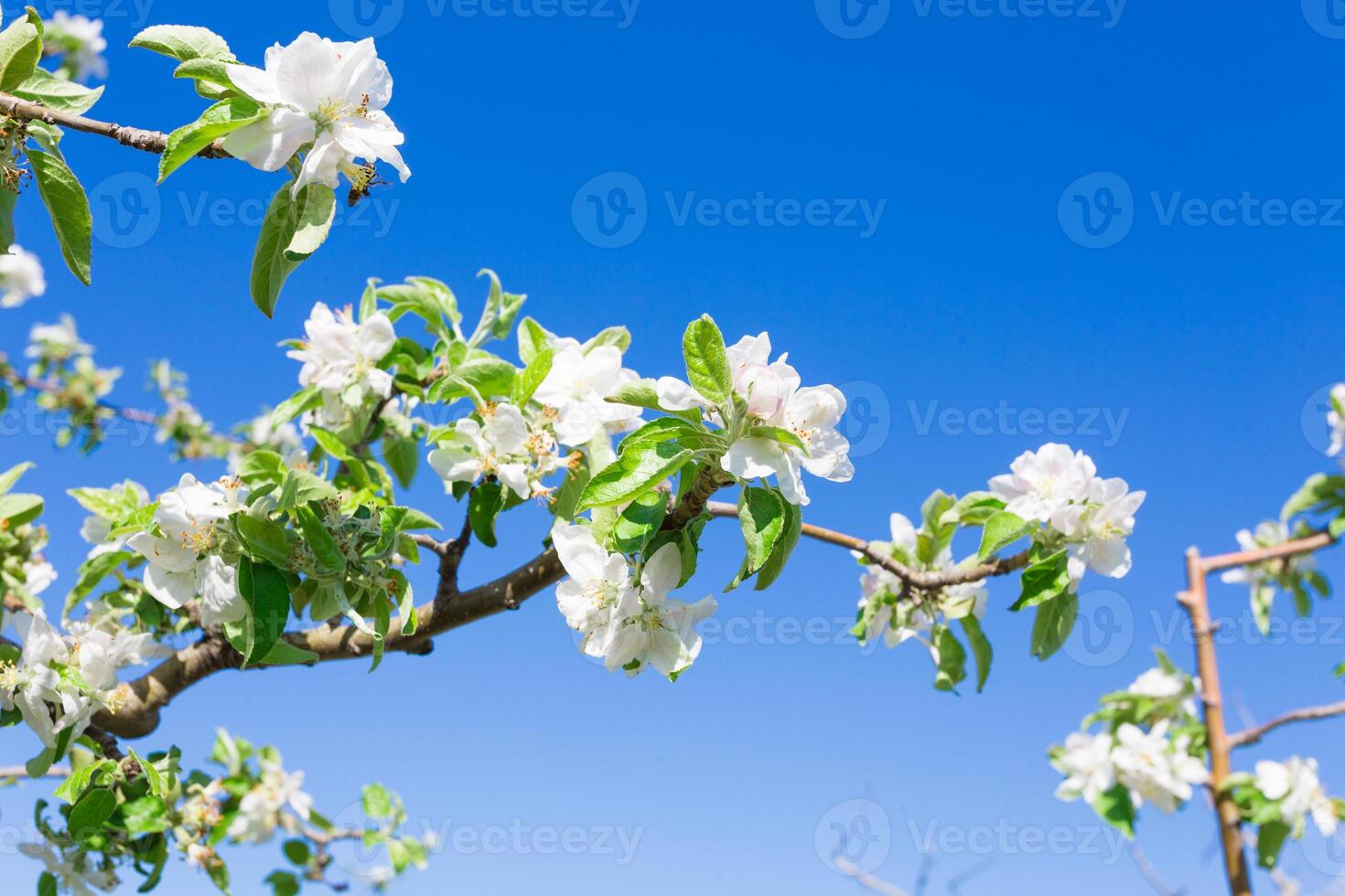 Branch with blossoms photo