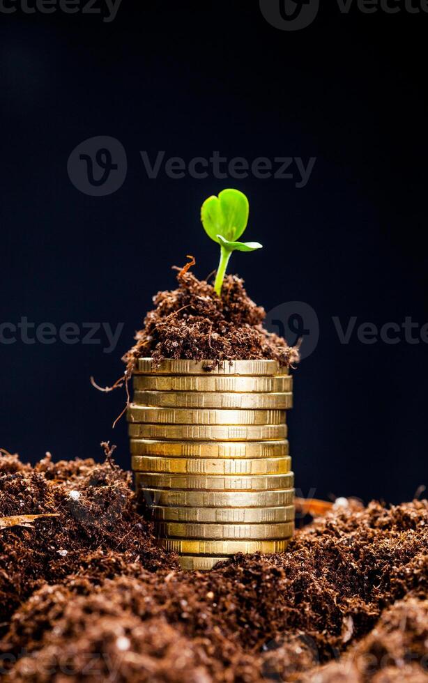 Golden coins in soil with young plant. Money growth concept. photo