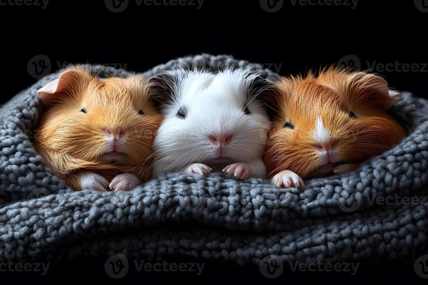 Adorable Trio of Guinea Pigs Snuggled in Cozy Blanket for Warmth and Comfort photo