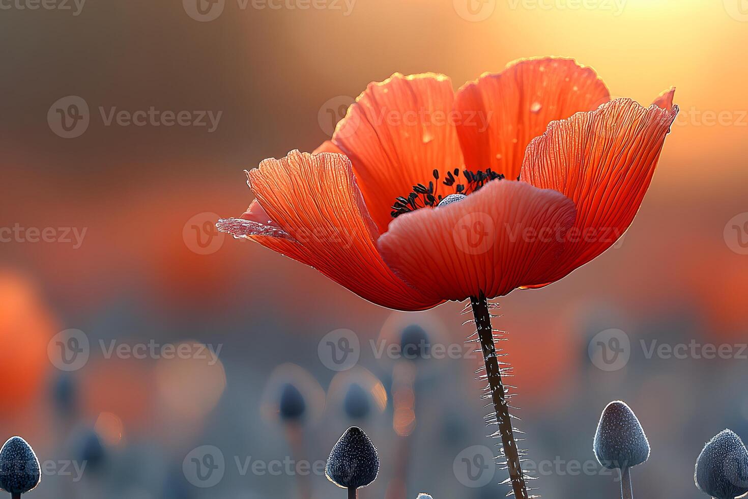 Serene Dawn Poppy Bloom in Tranquil Field for Nature and Floral Art Prints photo