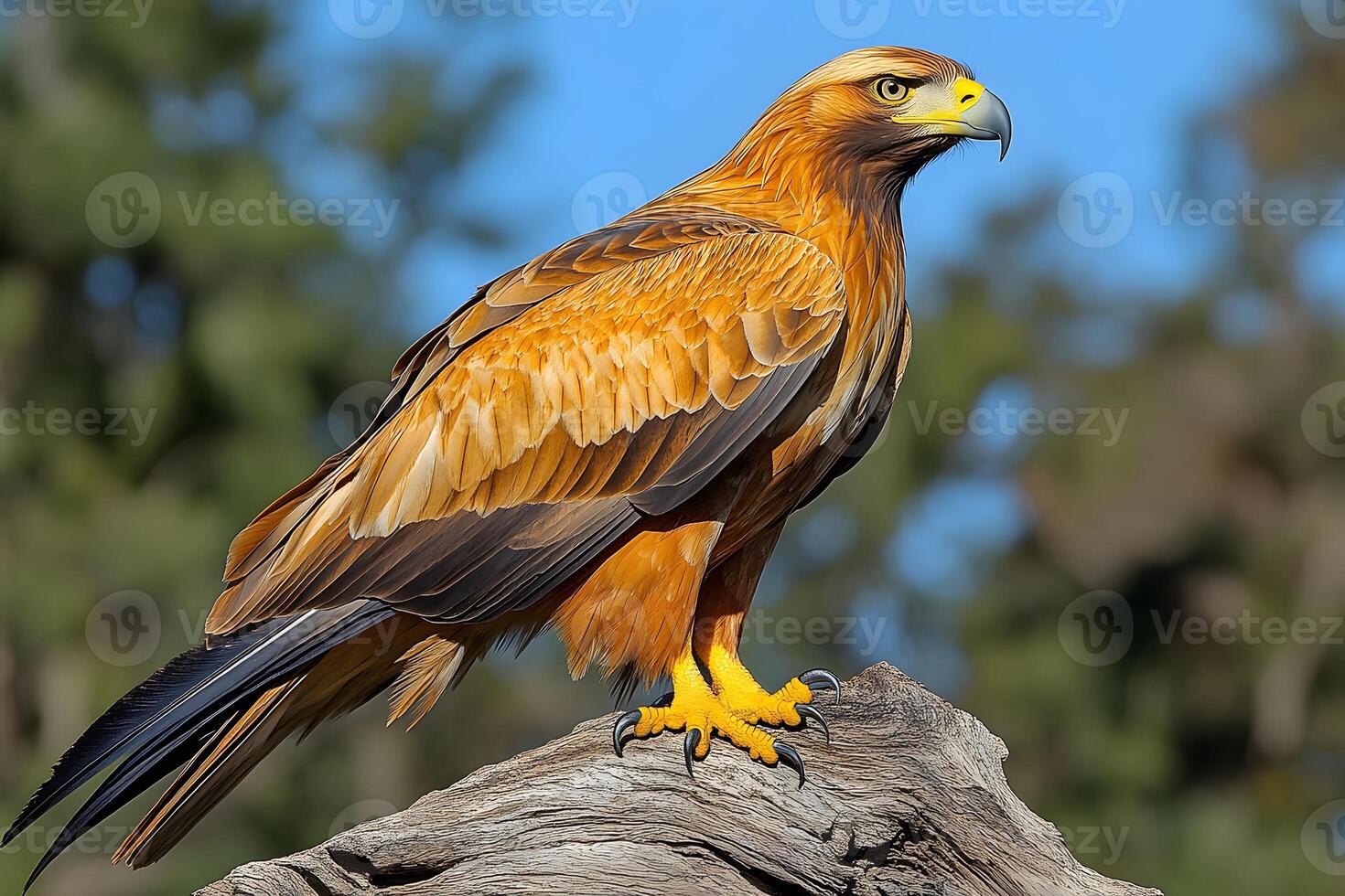 Majestic Golden Eagle Perched on Rocky Outcrop in Vibrant Outdoors photo