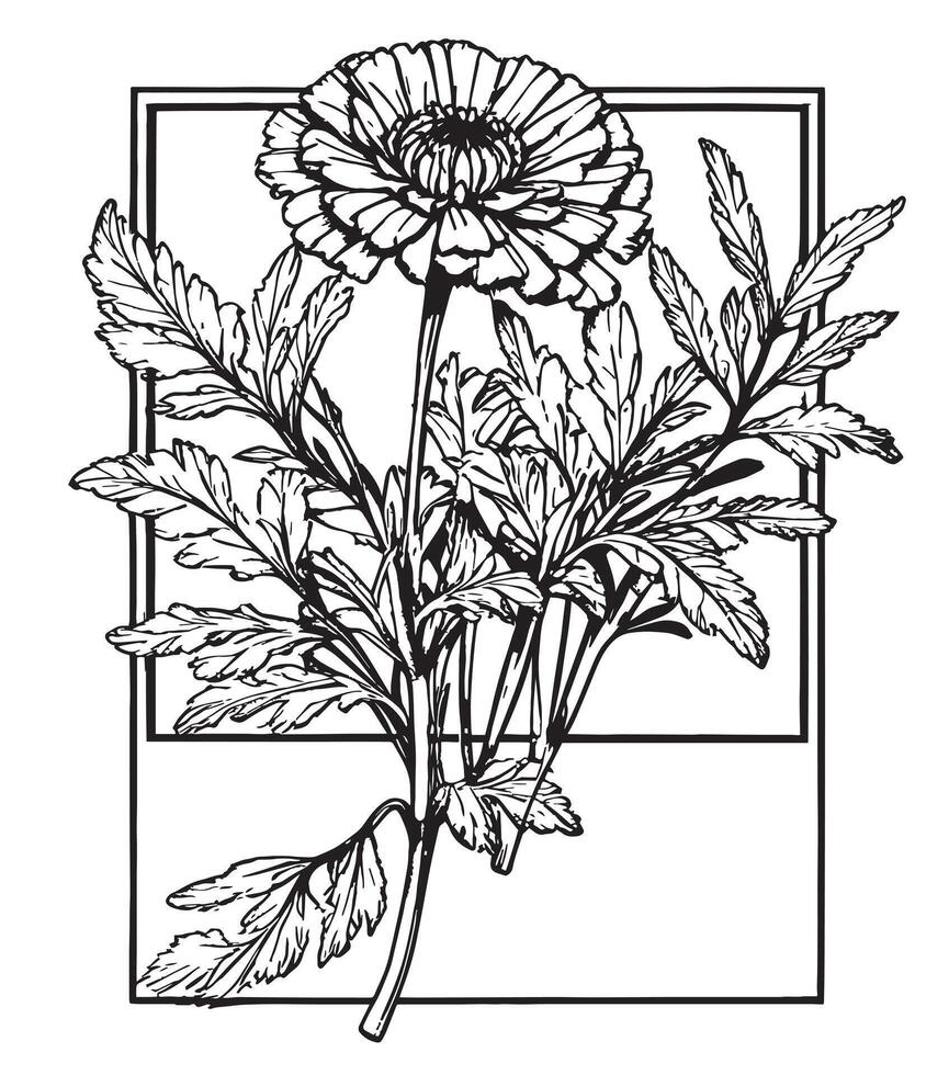 flower line art pencil art, flower illustration with black and white line art, with photo frame vector