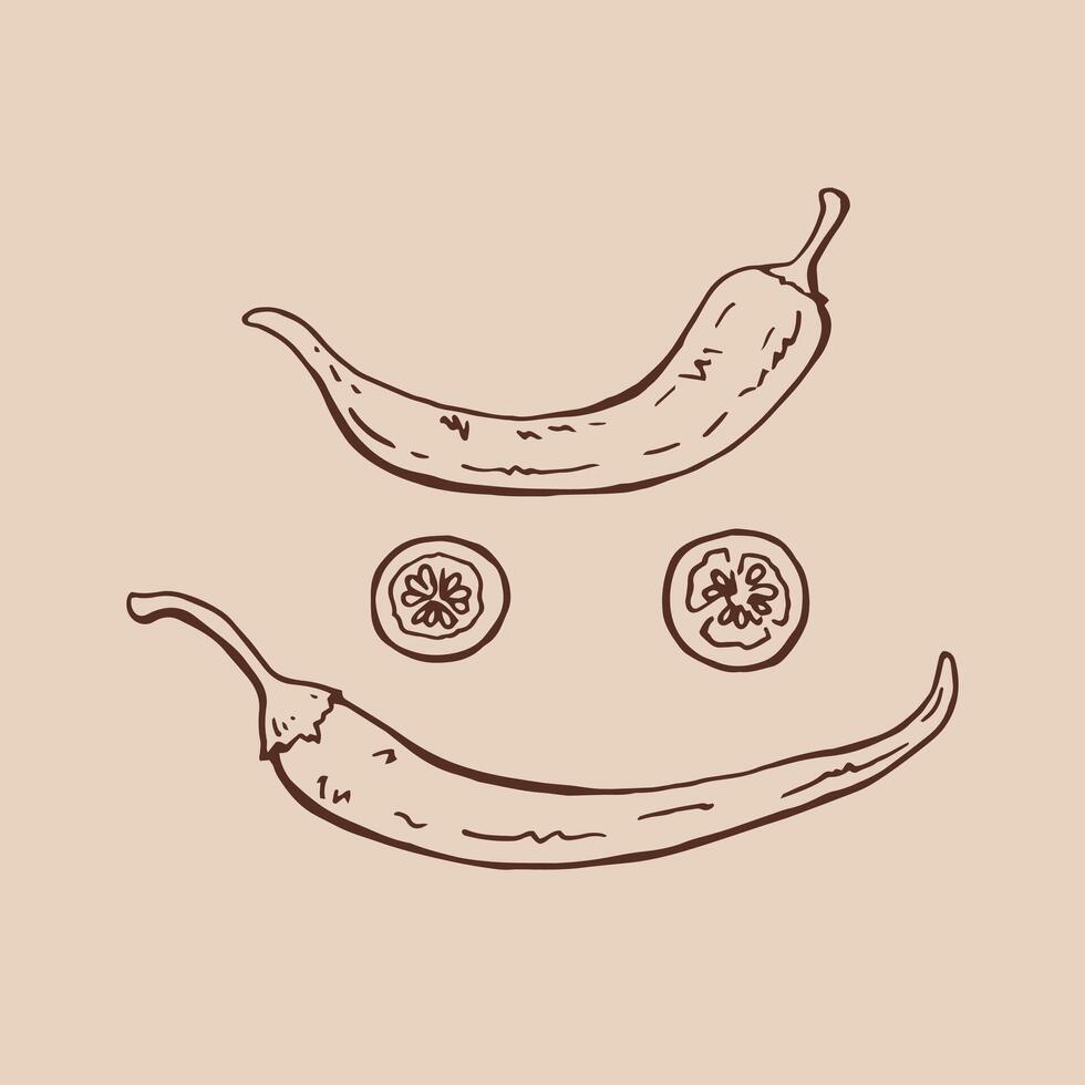 Set of chili pepper. Hand drawn. vector
