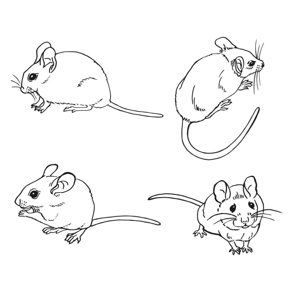 Set of mouse. Hand drawn. vector