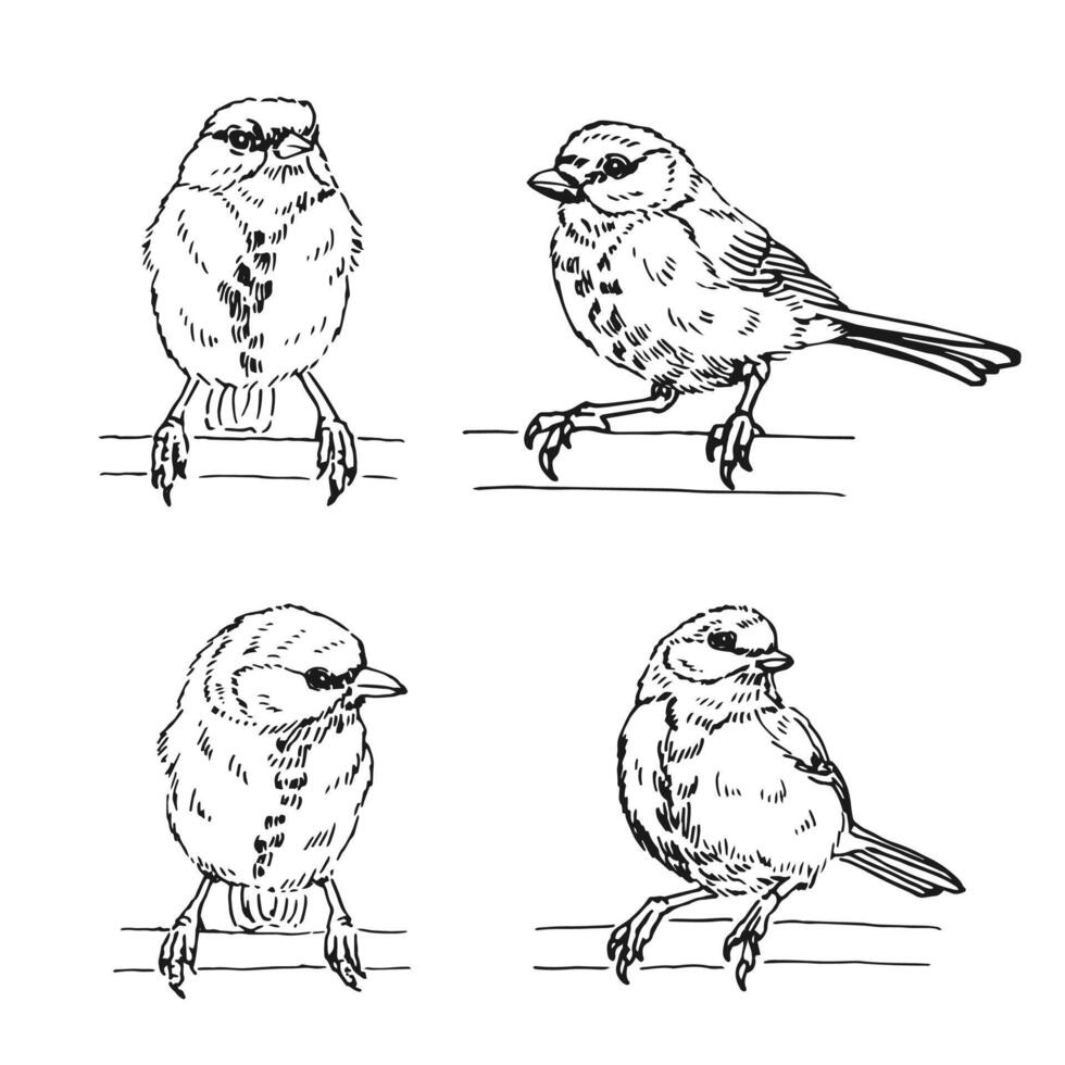 Set of titmouse. Hand drawn. vector