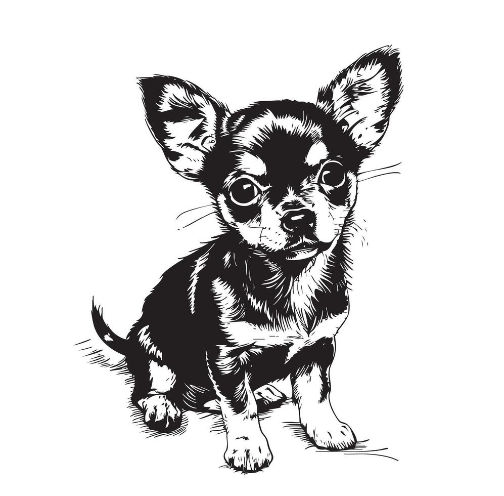 A chihuahua illustration in black and white sketch style. Canine handbag dog, cute illustration, drawn by hand in a sketch style. vector