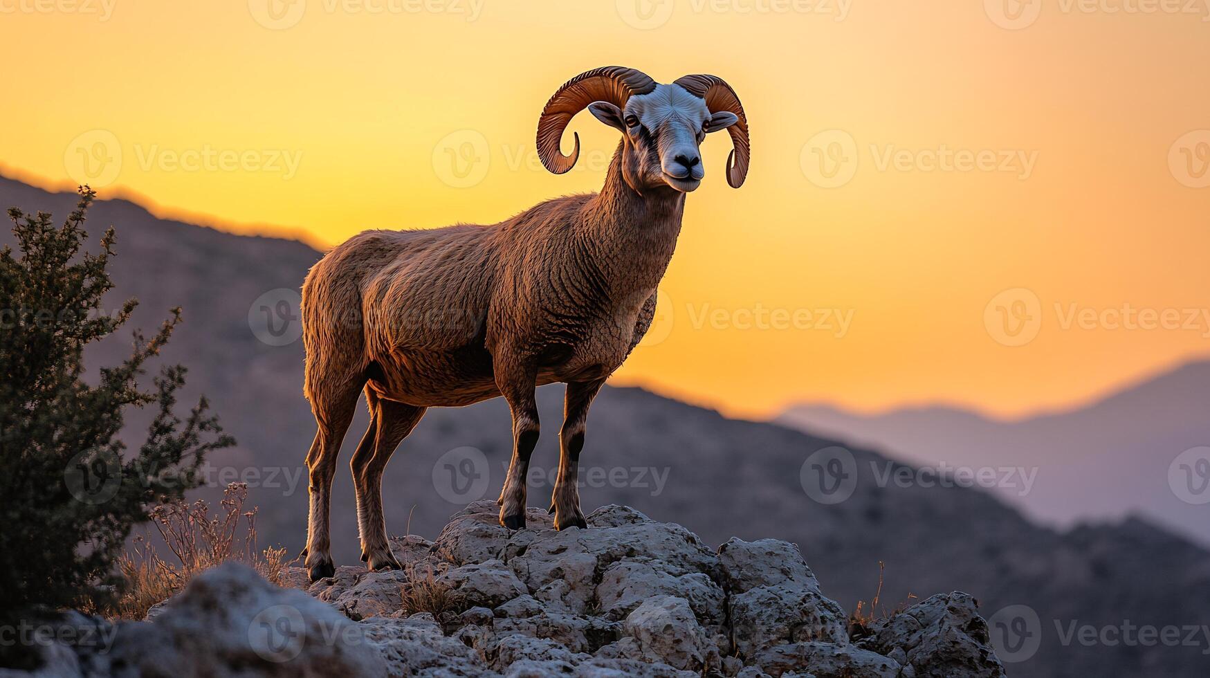 Barbary Sheep Ammotragus lervia phylum Chordata class Mammalia order Artiodactyla family Bovidae standing a rocky ledge its curved horns silhouetted against a golden sunset photo