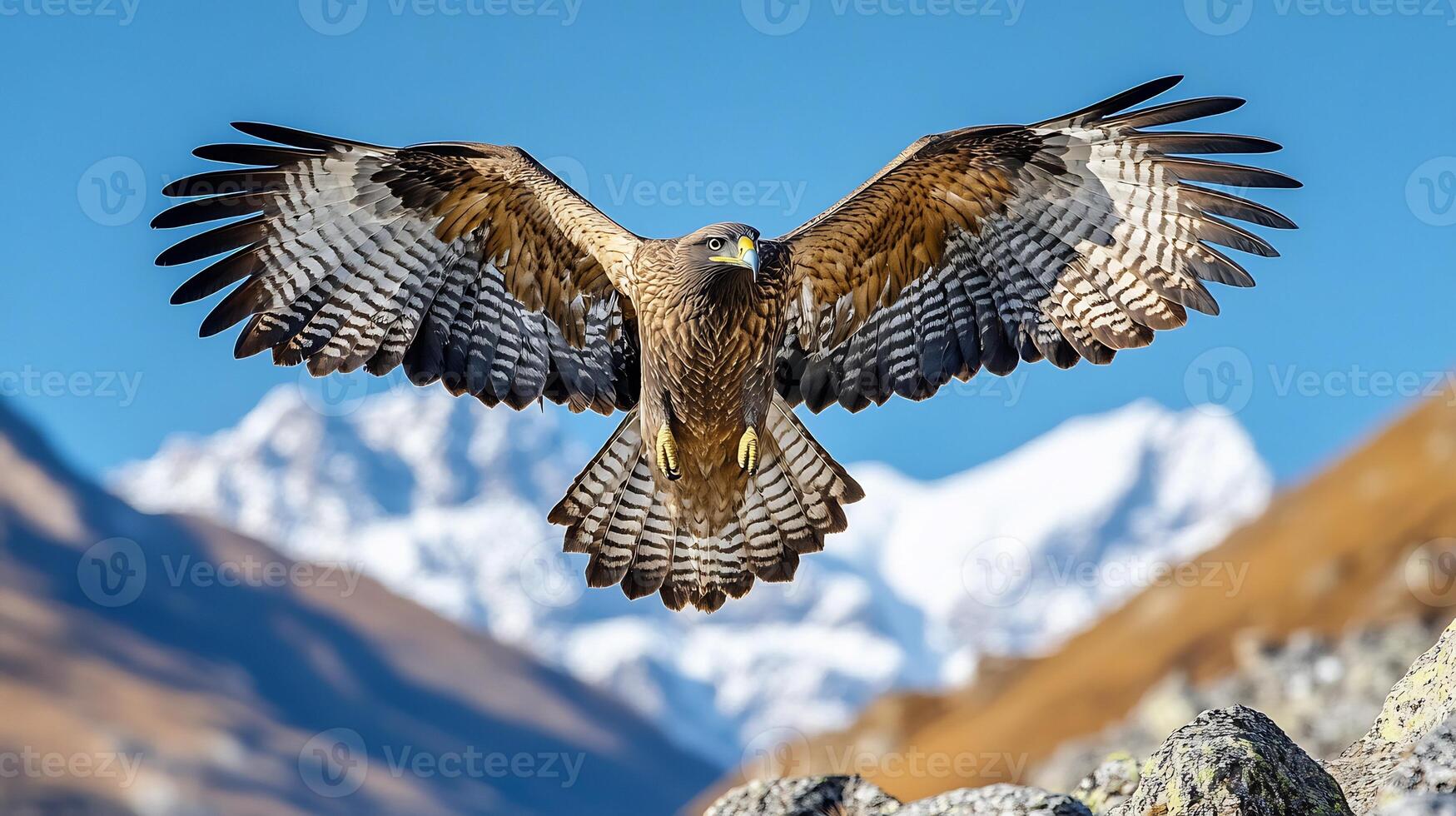 Lammergeier Gypaetus barbatus phylum Chordata class Aves order Accipitriformes family Accipitridae soaring above rocky alpine landscape its wings spread wide against a blue sky with snowy peaks photo