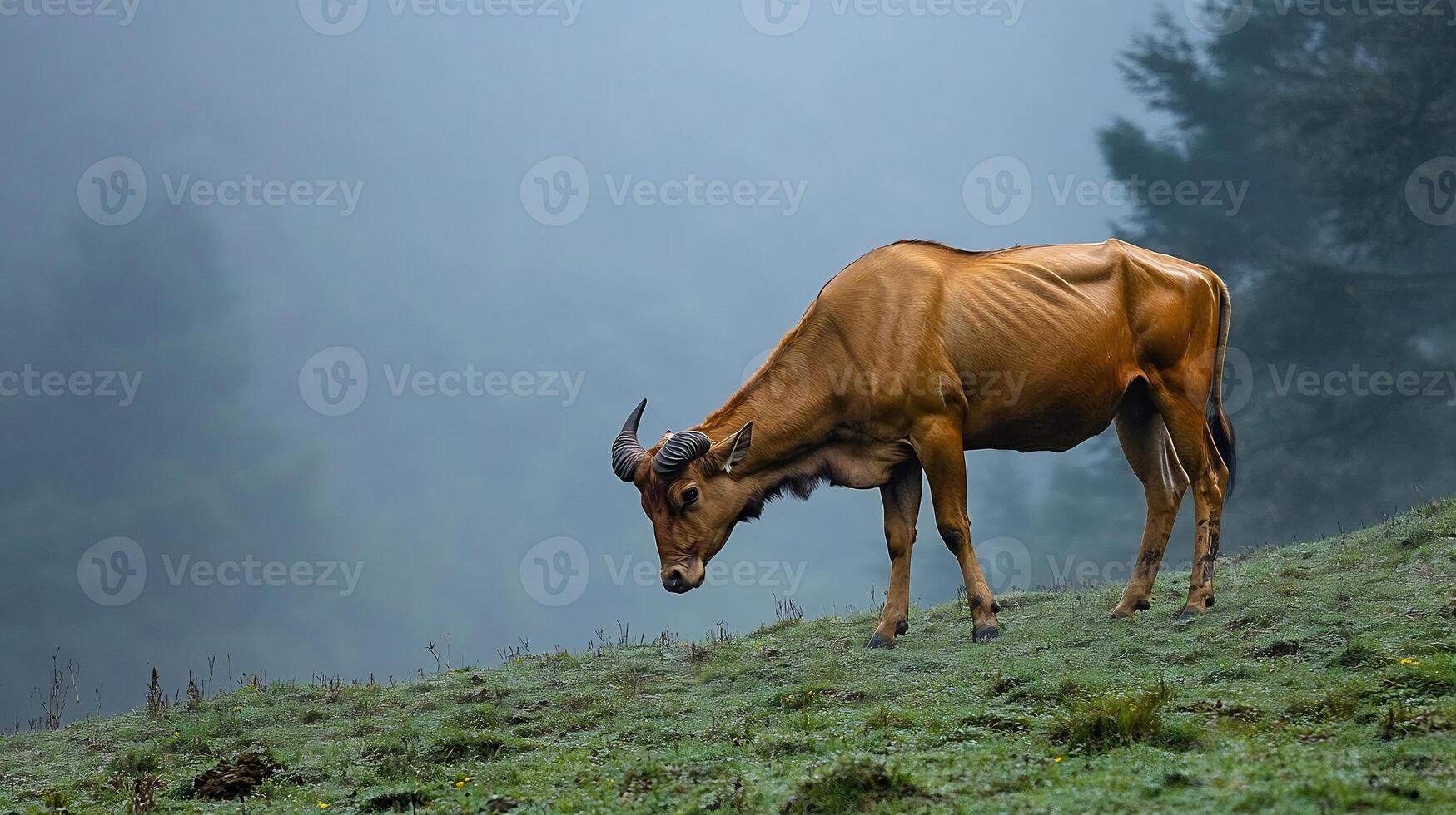 Indian Gaur Bos gaurus phylum Chordata class Mammalia order Artiodactyla family Bovidae grazing a misty hillside its muscular frame and curved horns highlighted by diffused morning light photo
