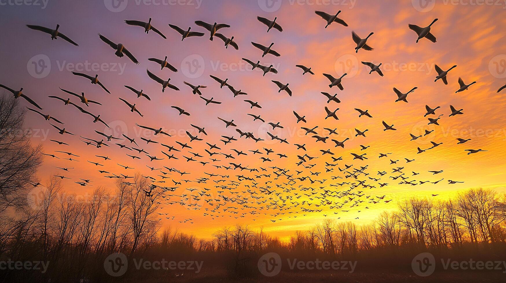 Snow Geese Anser caerulescens phylum Chordata class Aves order Anseriformes family Anatidae flying formation across a golden sky at dusk their movements creating intricate patterns photo