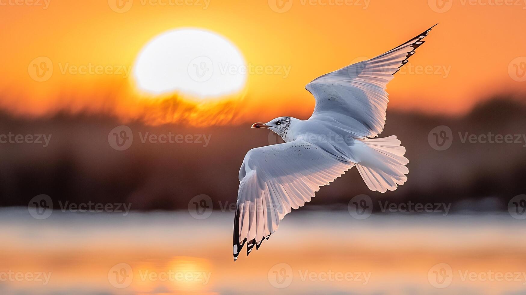 Pallass Gull Ichthyaetus ichthyaetus phylum Chordata class Aves order Charadriiformes family Laridae soaring over coastal lagoon its wings spread wide against a vibrant orange sunset photo