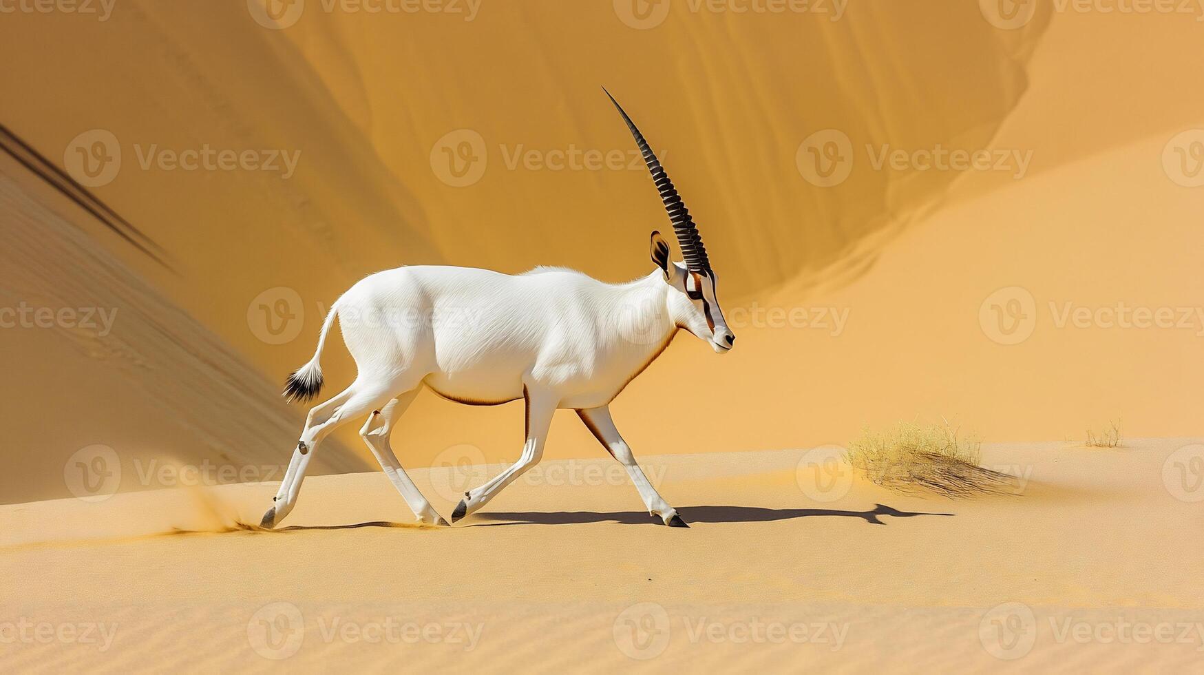 Addax Antelope Addax nasomaculatus phylum Chordata class Mammalia order Artiodactyla family Bovidae navigating golden desert dunes spiraled horns and white coat contrasting with arid landscapes photo