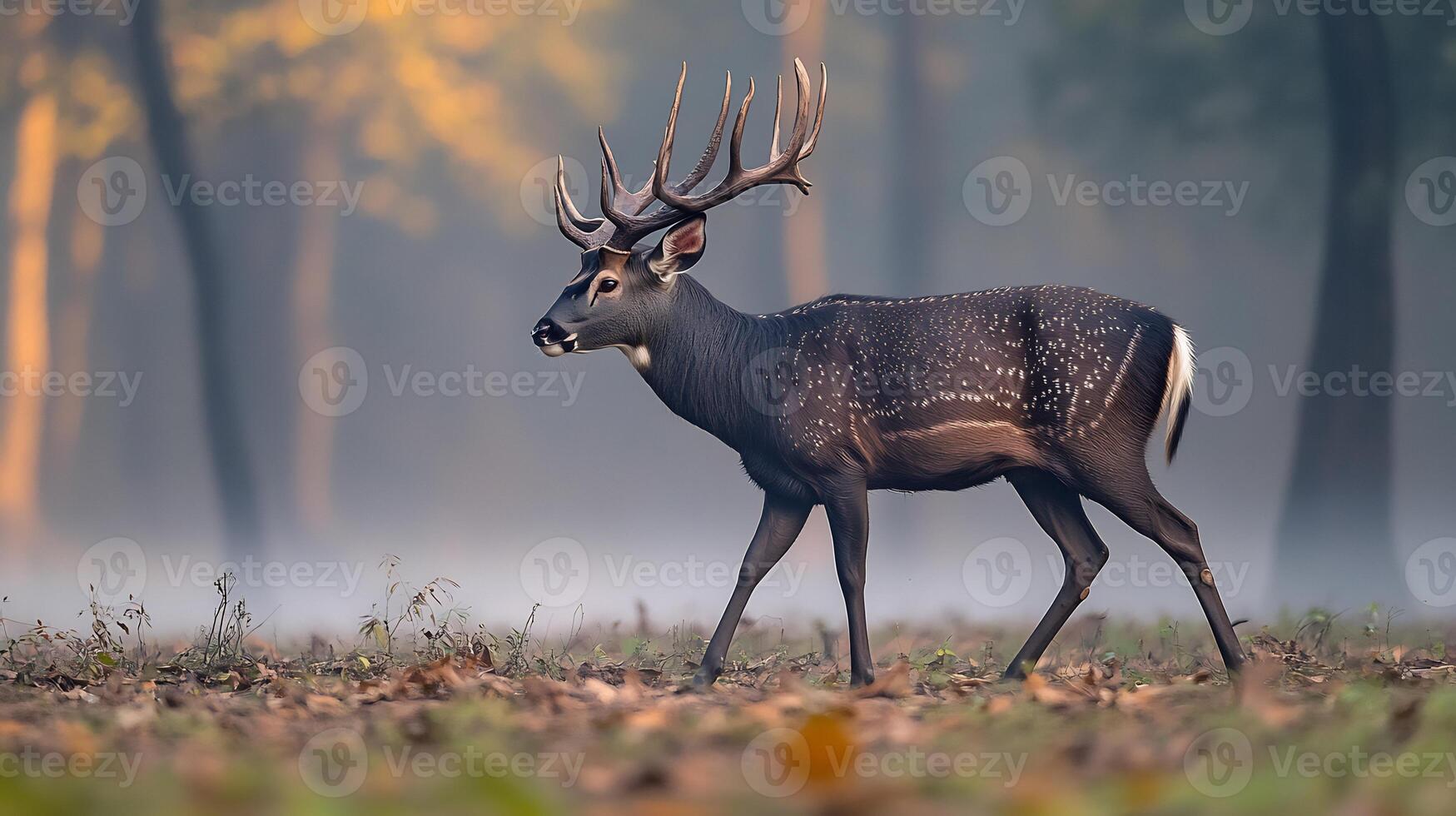 Sambar Deer Rusa unicolor phylum Chordata class Mammalia order Artiodactyla family Cervidae walking through misty forest its large antlers glowing under soft morning light photo