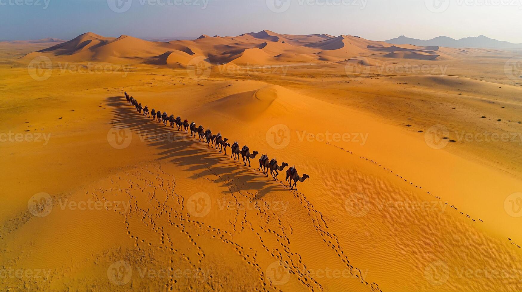 Camel Caravan Camelus dromedarius phylum Chordata class Mammalia order Artiodactyla family Camelidae walking through desert dune their footprints trailing under warm afternoon light photo