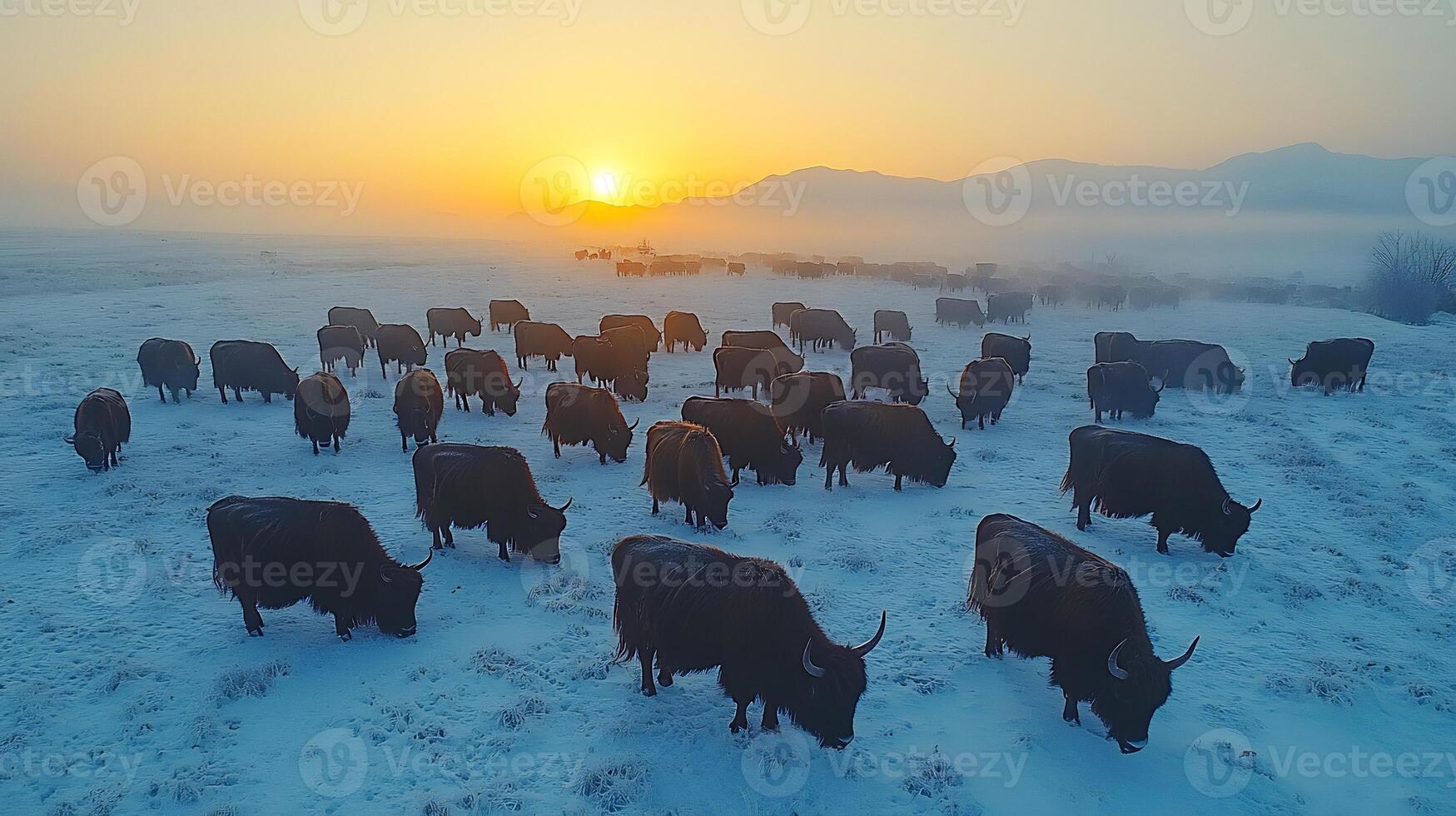 Yak Herd Bos grunniens phylum Chordata class Mammalia order Artiodactyla family Bovidae grazing a snowy Himalayan plateau their thick coats glowing under soft sunlight photo