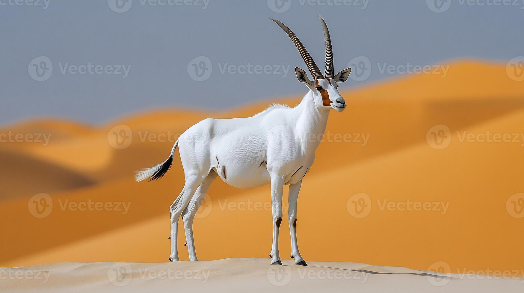 Arabian Oryx Oryx leucoryx phylum Chordata class Mammalia order Artiodactyla family Bovidae standing a towering desert dune its white coat glowing under harsh midday sun photo