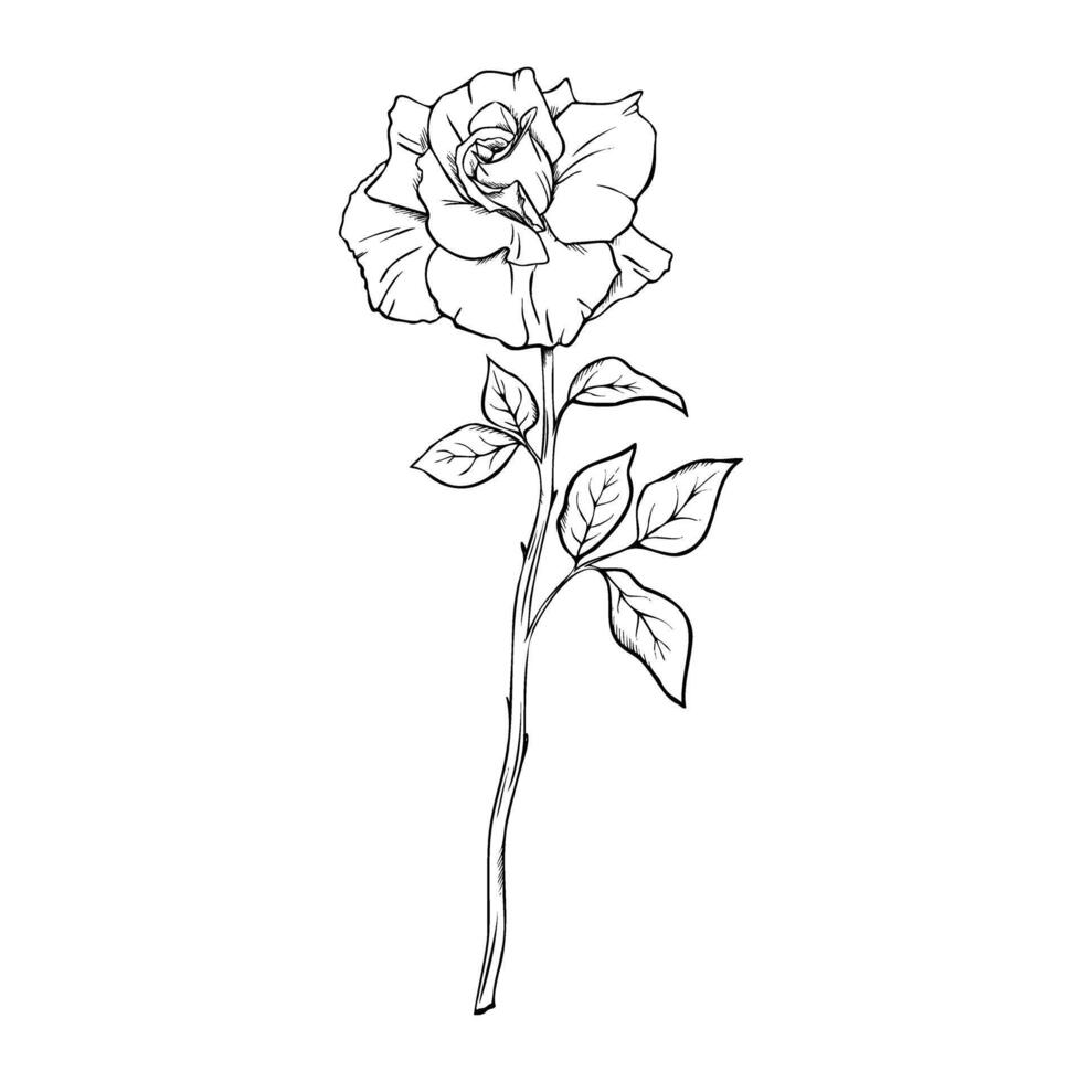 Bloom Rose flower in engraving style. Hand drawn outline illustration of floral plant on isolated background Engrave drawing painted by black inks Monochrome sketch Elegant modern graphic vector