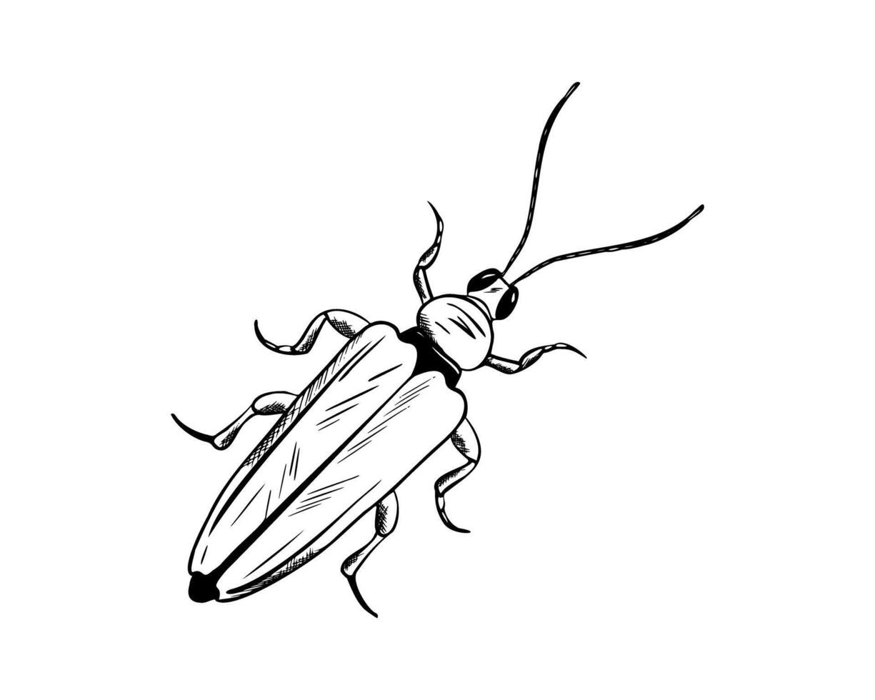 Bug in engraving style. Beetle . Hand drawn illustration insect in monochrome black and white colors. Entomology, Myriapoda. Engrave drawing painted by black inks vector